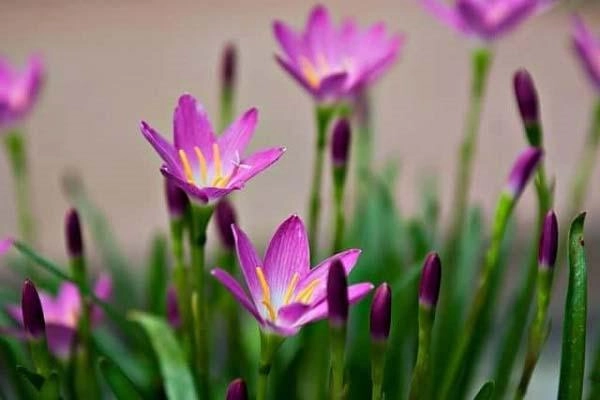 Hoa thủy tiên có ý nghĩa gì và cách trồng cây tốt ra hoa đẹp - 2