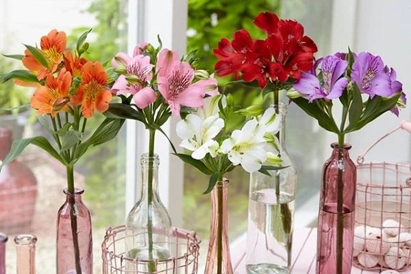 Hoa thủy tiên có ý nghĩa gì và cách trồng cây tốt ra hoa đẹp - 10