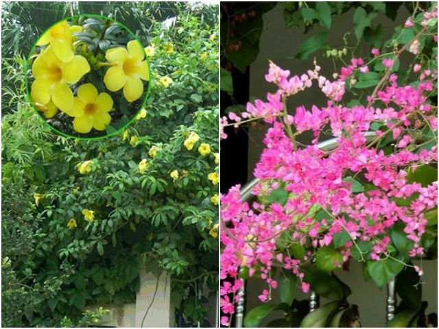 3 loại hoa đẹp sau khi nở đừng vội vứt đi hãy tiếp tục nuôi dưỡng sang năm sẽ nở - 5