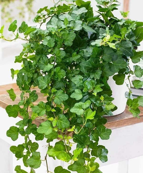 7 cây cảnh hút bụi mịn tốt nhất giúp thanh lọc không khí nên trồng trong nhà - 4