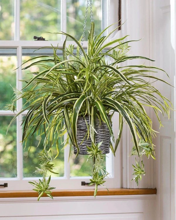 7 cây cảnh hút bụi mịn tốt nhất giúp thanh lọc không khí nên trồng trong nhà - 5