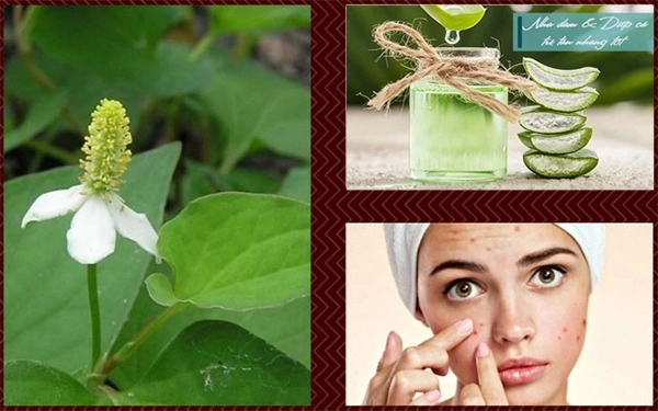 8 cách làm mặt nạ diếp cá giúp trị mụn nám hiệu quả tại nhà - 7