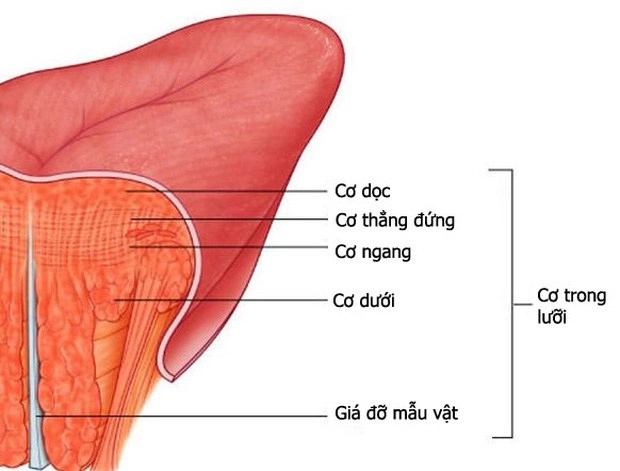 Con gái ốc thanh vân có khả năng đặc biệt chỉ 1 con người trên thế giới làm được - 2