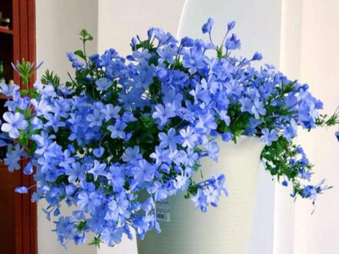 Trồng cây cảnh này bạn sớm có bức tường hoa xanh ngát đẹp cực kỳ - 2