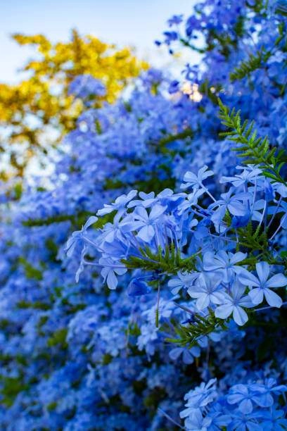 Trồng cây cảnh này bạn sớm có bức tường hoa xanh ngát đẹp cực kỳ - 3
