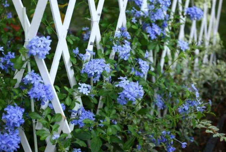 Trồng cây cảnh này bạn sớm có bức tường hoa xanh ngát đẹp cực kỳ - 4