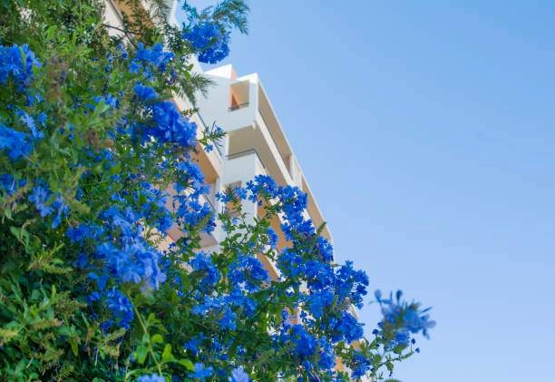 Trồng cây cảnh này bạn sớm có bức tường hoa xanh ngát đẹp cực kỳ - 5