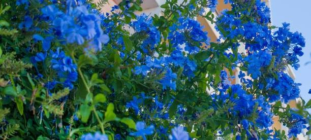 Trồng cây cảnh này bạn sớm có bức tường hoa xanh ngát đẹp cực kỳ - 7