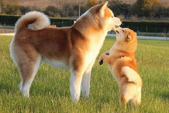 Chó shiba đặc điểm tính cách và giá bán hiện nay - 2