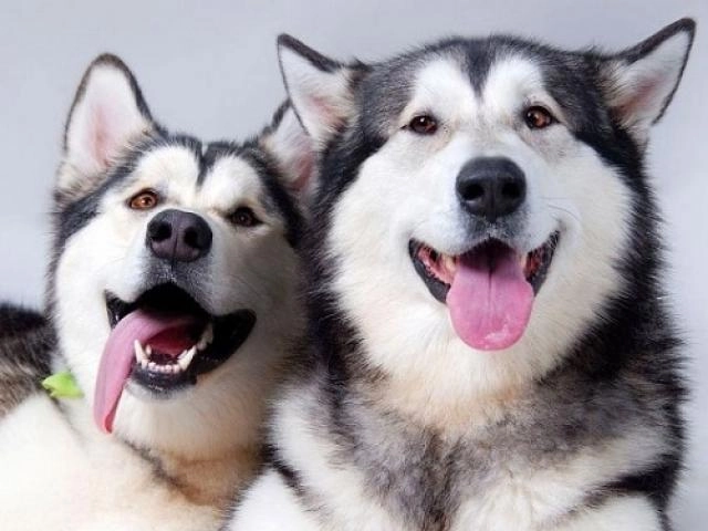 Chó husky đặc điểm tính khí và cách nuôi tốt nhất - 5