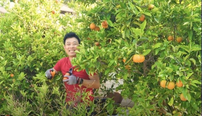 Danh hài vân sơn bội thu mùa quýt khoe vườn 1200 m2 ở mỹ ngồn ngộn trái cây - 4