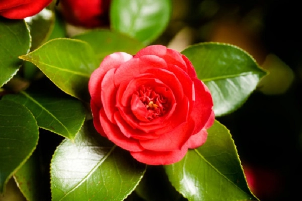 Hoa trà hình ảnh ý nghĩa cách trồng và chăm sóc giúp hoa nở đẹp - 2