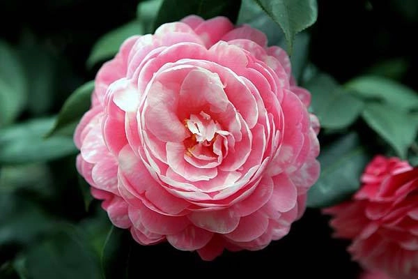 Hoa trà hình ảnh ý nghĩa cách trồng và chăm sóc giúp hoa nở đẹp - 4