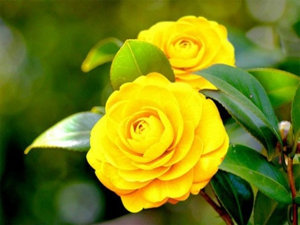 Hoa trà hình ảnh ý nghĩa cách trồng và chăm sóc giúp hoa nở đẹp - 5