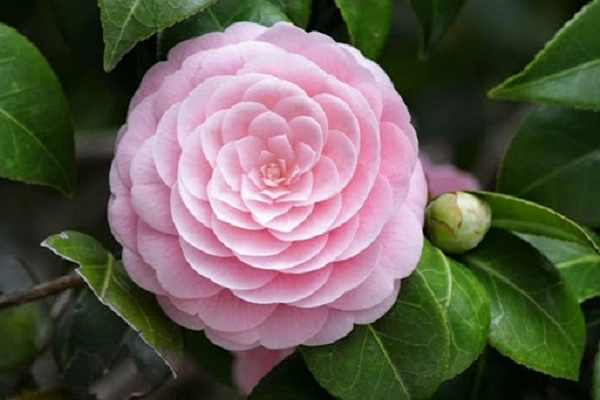 Hoa trà hình ảnh ý nghĩa cách trồng và chăm sóc giúp hoa nở đẹp - 6