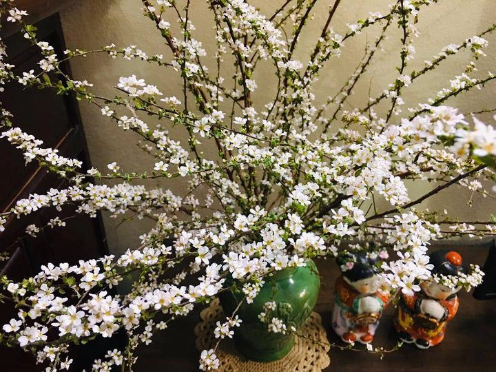 Hoa tuyết mai - ý nghĩa và cách cắm hoa trang trí ngày tết - 1