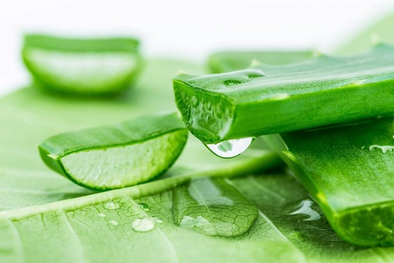 15 công thức tự làm mặt nạ nha đam tại nhà giúp nàng dưỡng da hiệu quả - 1