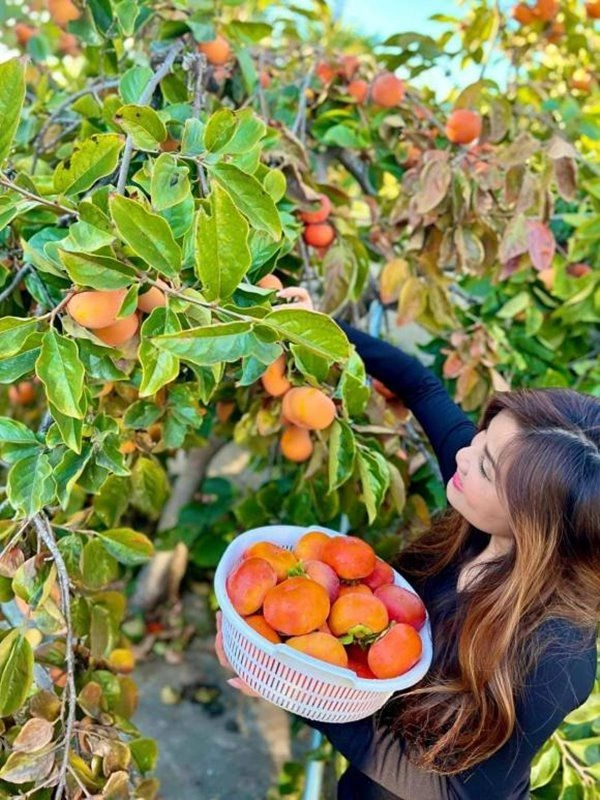 Ca sĩ hạ vy sang mỹ định cư khoe khu vườn trái rụng vàng gốc trĩu trịt quả - 4