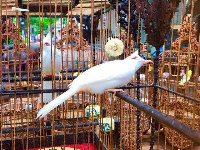 Chim chào mào - cách nhận biết nuôi chim khỏe - 15