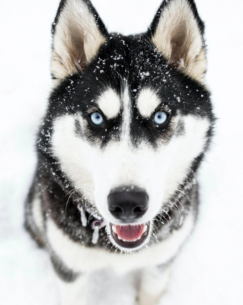 Chó husky - đặc điểm tính khí và cách nuôi tốt nhất - 1