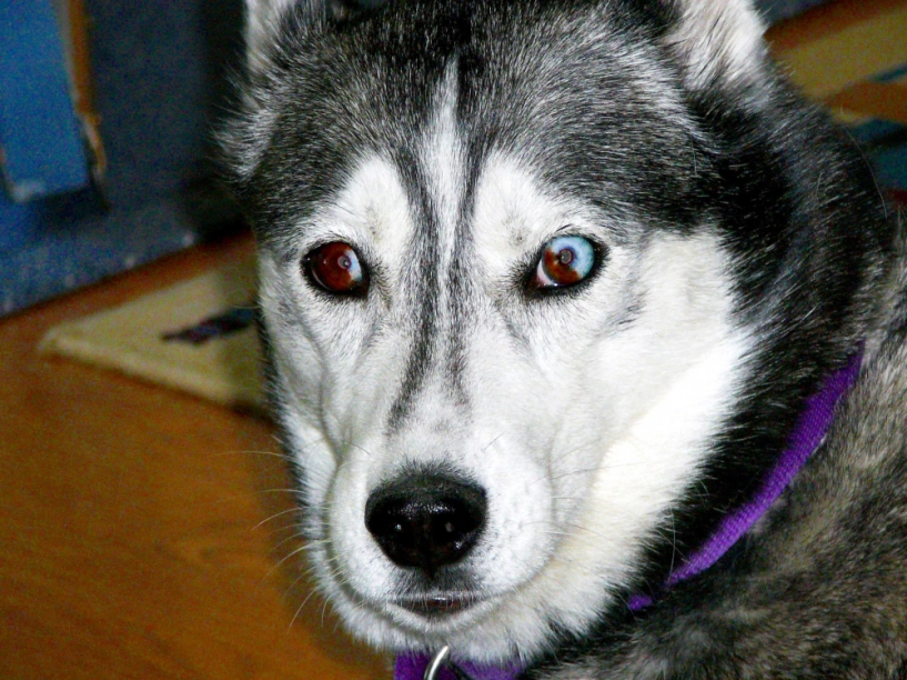 Chó husky - đặc điểm tính khí và cách nuôi tốt nhất - 4