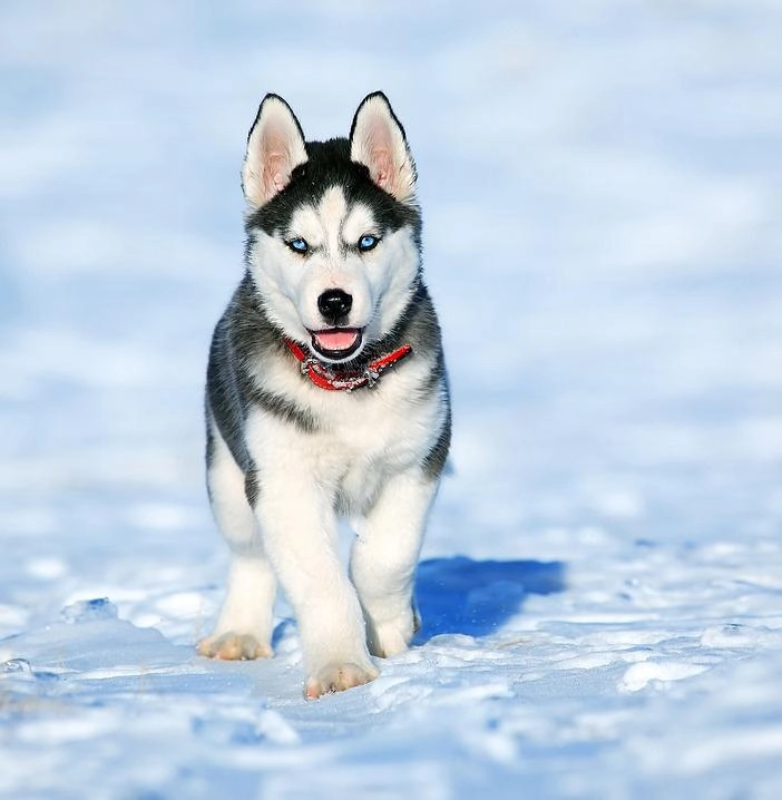 Chó husky - đặc điểm tính khí và cách nuôi tốt nhất - 5