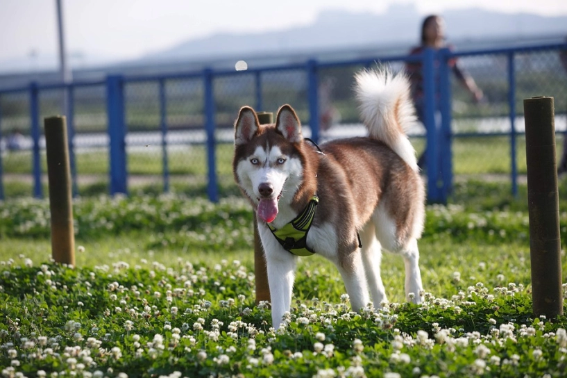 Chó husky - đặc điểm tính khí và cách nuôi tốt nhất - 7