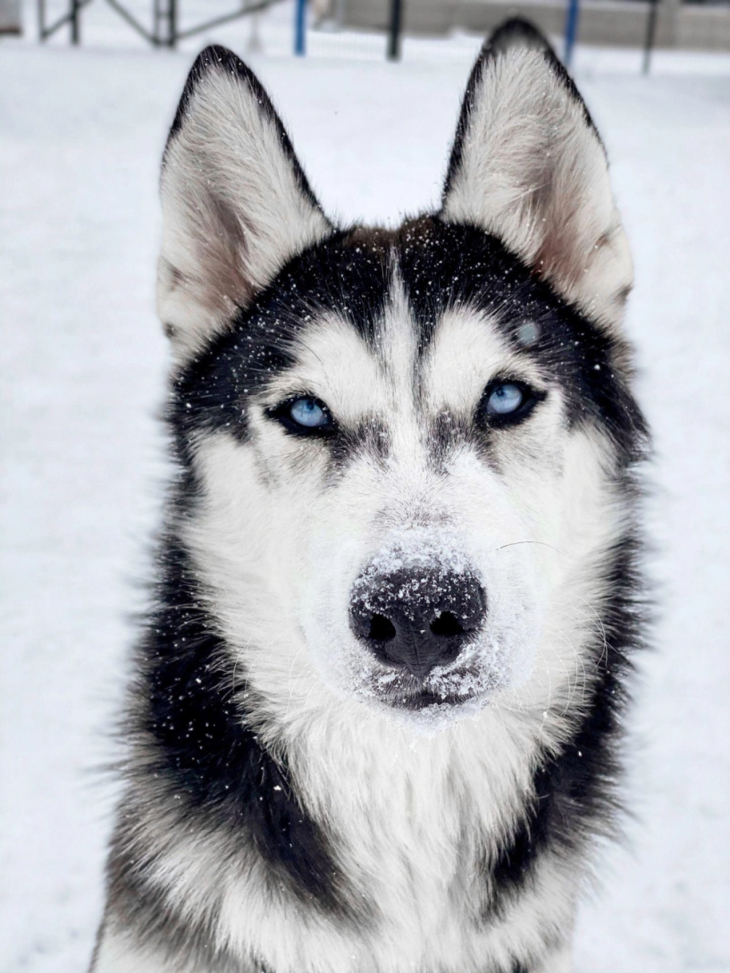 Chó husky - đặc điểm tính khí và cách nuôi tốt nhất - 8