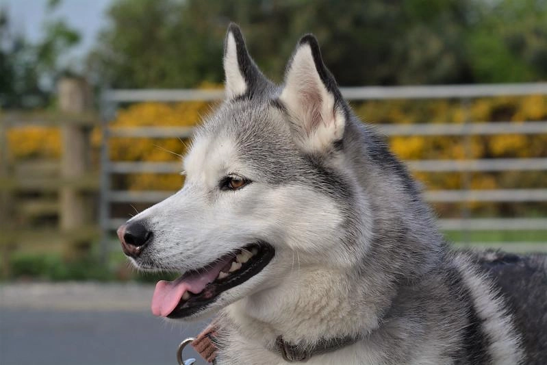 Chó husky - đặc điểm tính khí và cách nuôi tốt nhất - 9