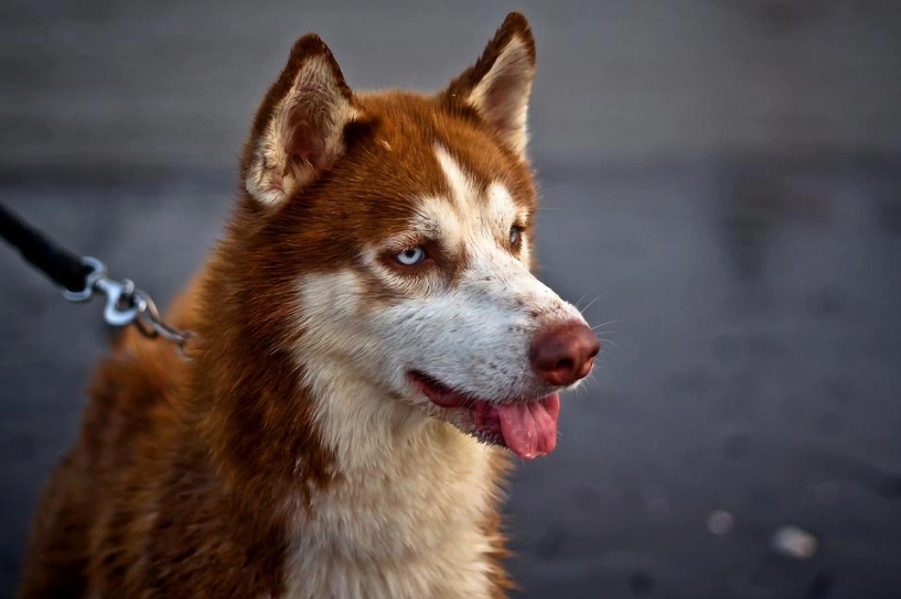 Chó husky - đặc điểm tính khí và cách nuôi tốt nhất - 11