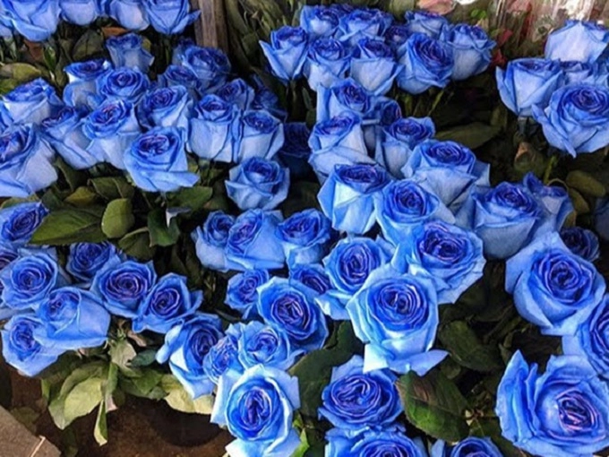Hoa hồng xanh có ý nghĩa gì và tặng vào dịp nào - 1