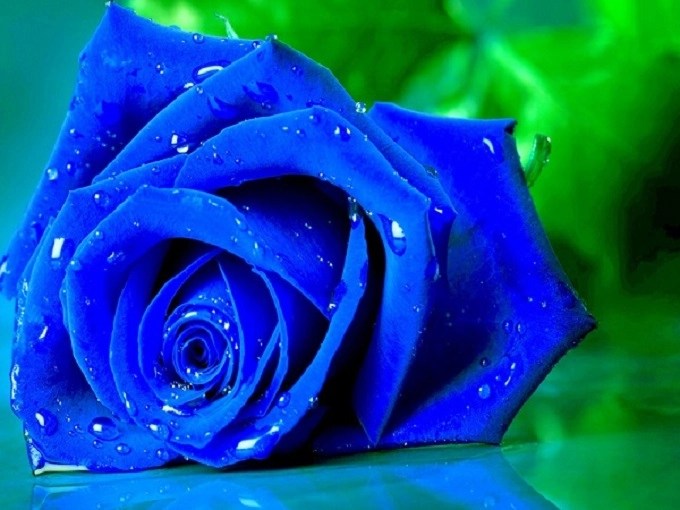 Hoa hồng xanh có ý nghĩa gì và tặng vào dịp nào - 2