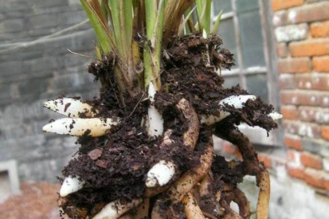 Khi nào nên thay chậu lan chọn đúng bộ rễ sẽ khỏe và nở hoa một chậu thành 3 chậu - 2