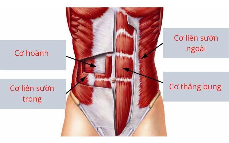 1 phút plank bằng 1000 cái gập bụng nhưng chắc chắn còn bí mật bạn chưa biết - 2
