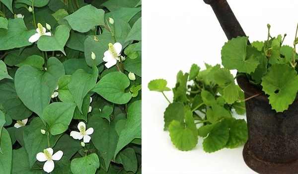 10 cách làm mặt nạ rau má giúp trị mụn dưỡng da trắng sáng mịn màng - 6