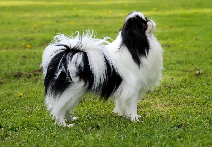 10 giống chó nhật phổ biến nhất được ưa thích tại việt nam - 2