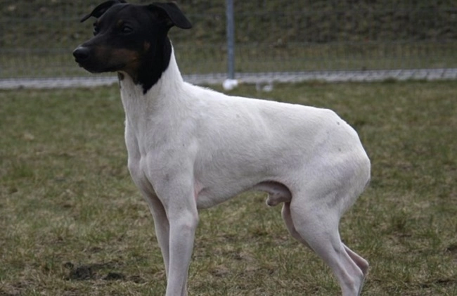 10 giống chó nhật phổ biến nhất được ưa thích tại việt nam - 7