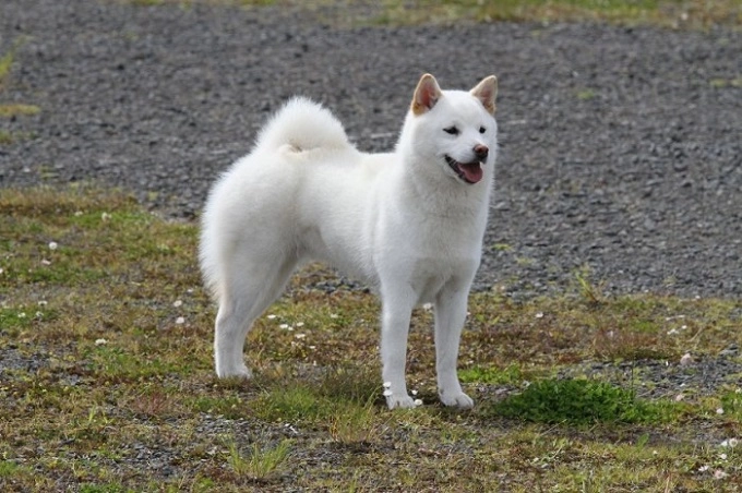 10 giống chó nhật phổ biến nhất được ưa thích tại việt nam - 9