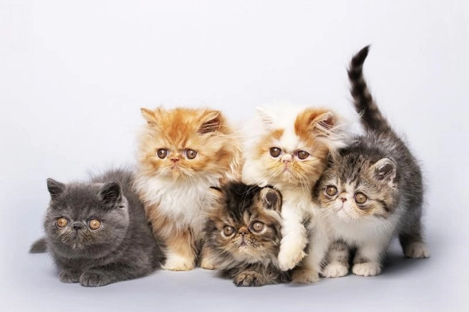 10 sự thật thú vị về mèo ba tư khiến bất kỳ ai cũng muốn nuôi - 4