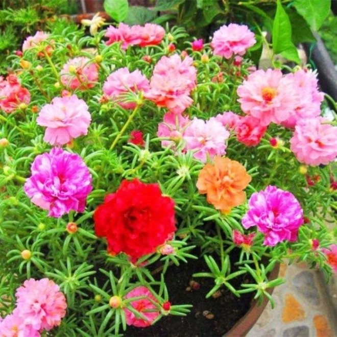 2 loại hoa đẹp hơn hoa hồng sau khi rụng chỉ cần tưới nước sẽ nảy mầm mới - 2