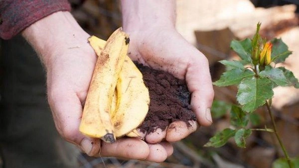 2 loại vỏ này chứa nhiều phốt pho và kali tự nhiên dùng tưới cây hoa sẽ tuôn như suối - 2