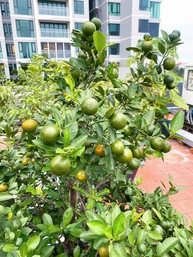 2 nữ diễn viên làm mẹ đơn thân thích trồng cây quanh biệt thự không phải mua rau - 13