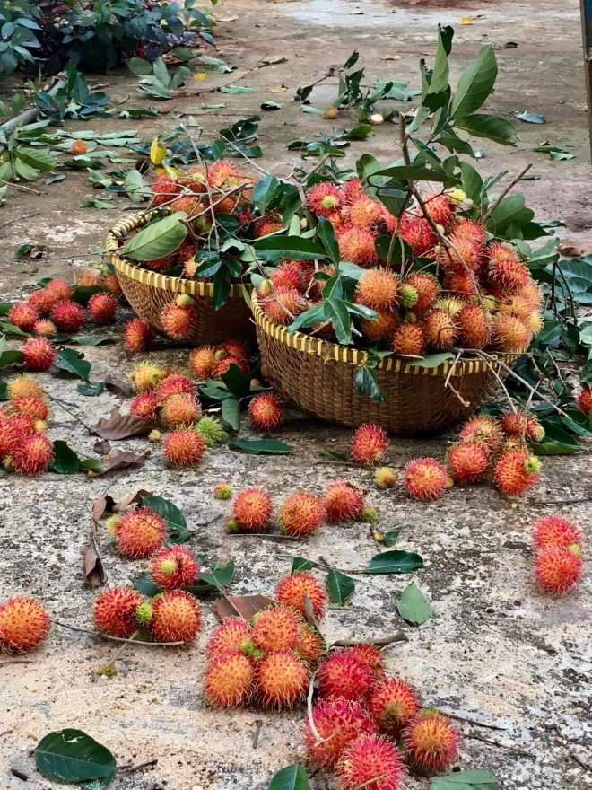 2 tuần không về bình phước diễn viên kiều trinh tiếc nuối nhìn quả rụng đầy vườn không ai ăn - 9