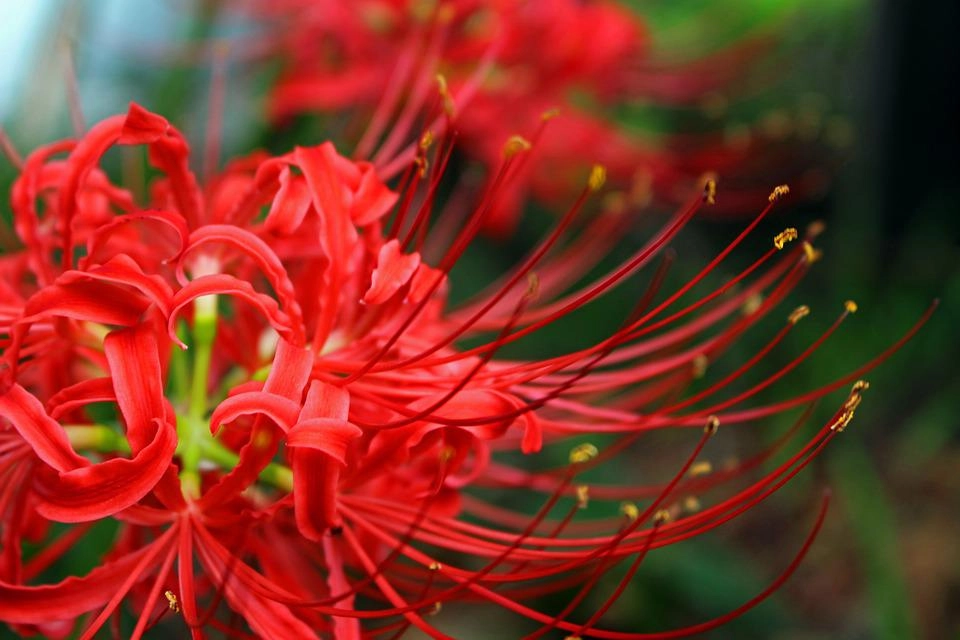 20 loài hoa đẹp nhất thế giới số 3 ở việt nam mọc đầy - 5