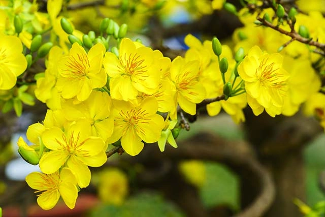 20 loài hoa đẹp nhất thế giới số 3 ở việt nam mọc đầy - 6