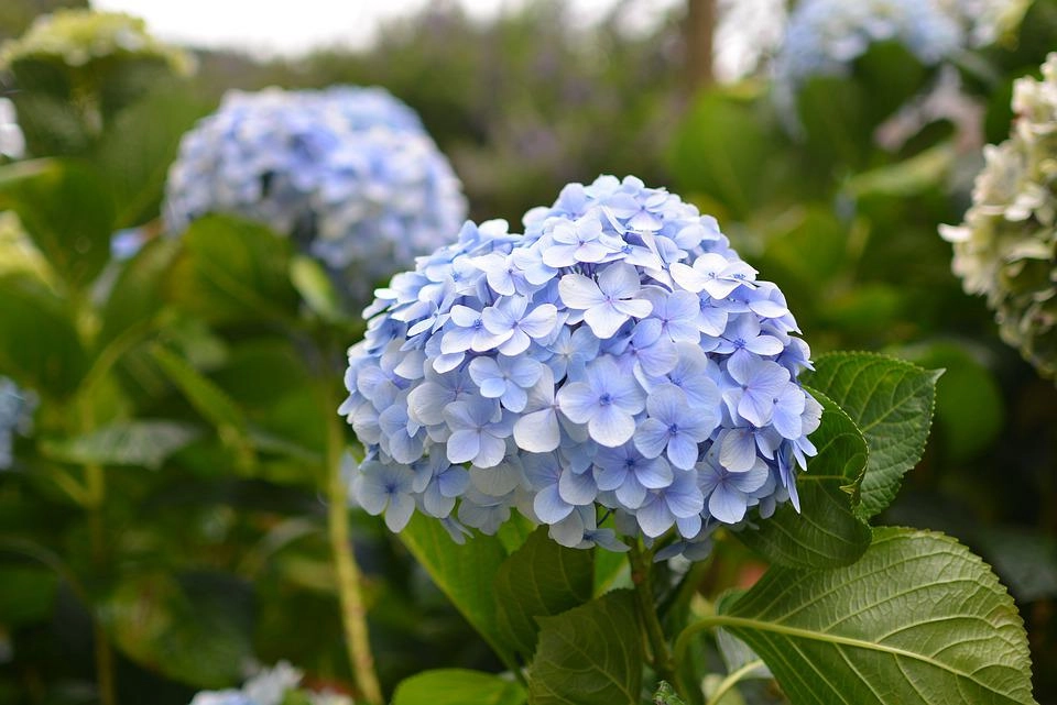 20 loài hoa đẹp nhất thế giới số 3 ở việt nam mọc đầy - 9
