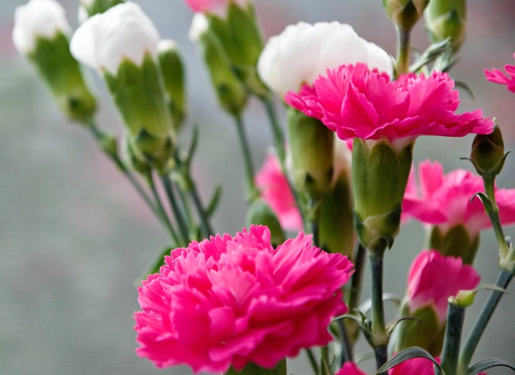 20 loài hoa đẹp nhất thế giới số 3 ở việt nam mọc đầy - 16