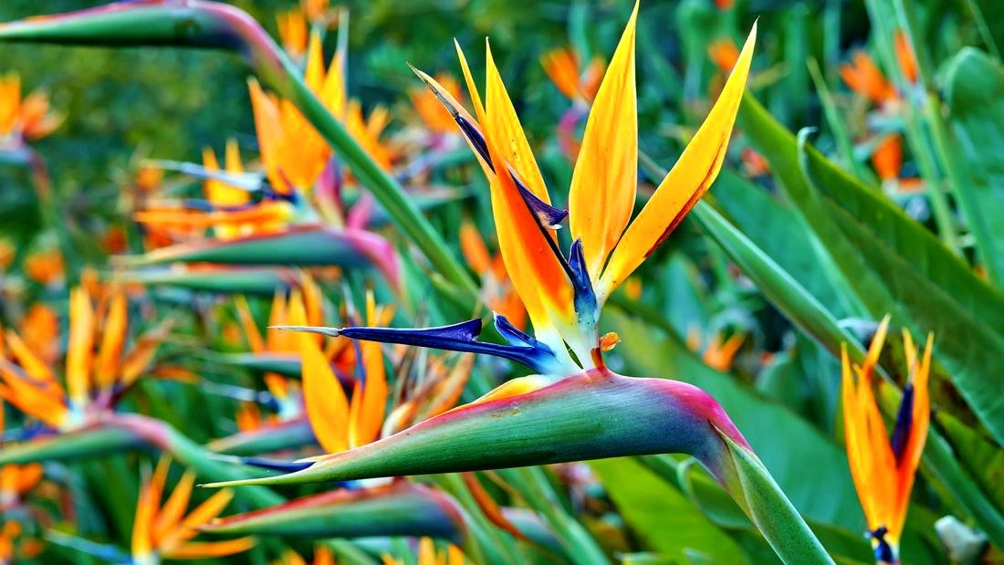 20 loài hoa đẹp nhất thế giới số 3 ở việt nam mọc đầy - 17