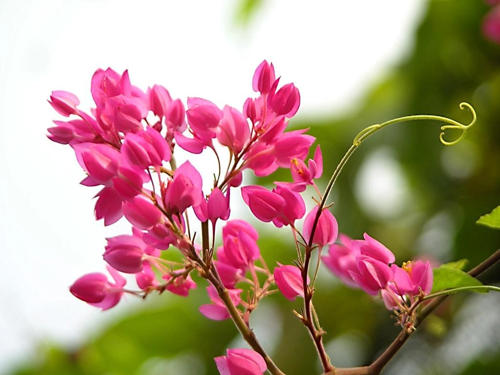 20 loài hoa đẹp nhất thế giới số 3 ở việt nam mọc đầy - 18