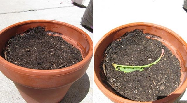 3 cách trồng cây nha đam tại nhà bằng lá cây con và thủy sinh cho lá to - 4